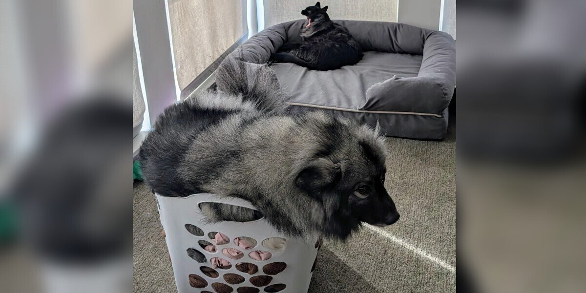 Man Notices Dog Squeezing Into Tiny Spaces — Then Learns the Sweet Reason Why
