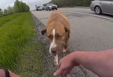 Highway Patrol Officer Rescues Dog — And Loses the Driver’s Seat to Him