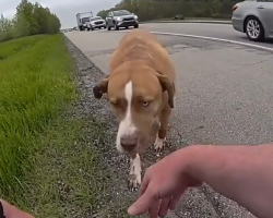 Highway Patrol Officer Rescues Dog — And Loses the Driver’s Seat to Him
