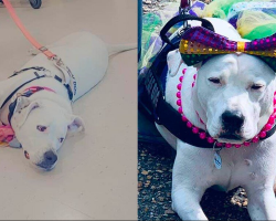 Sweet Deaf Dog Attends 30+ Adoption Events — Still Waiting for Her Forever Family