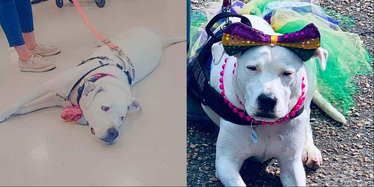 Sweet Deaf Dog Attends 30+ Adoption Events — Still Waiting for Her Forever Family