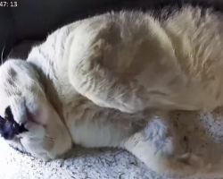 Feral Cat Finds Peace in a Tiny House Built Just for Him
