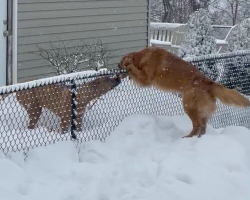Shy Dog Braves the Snow Just to Reunite With Her Best Friend