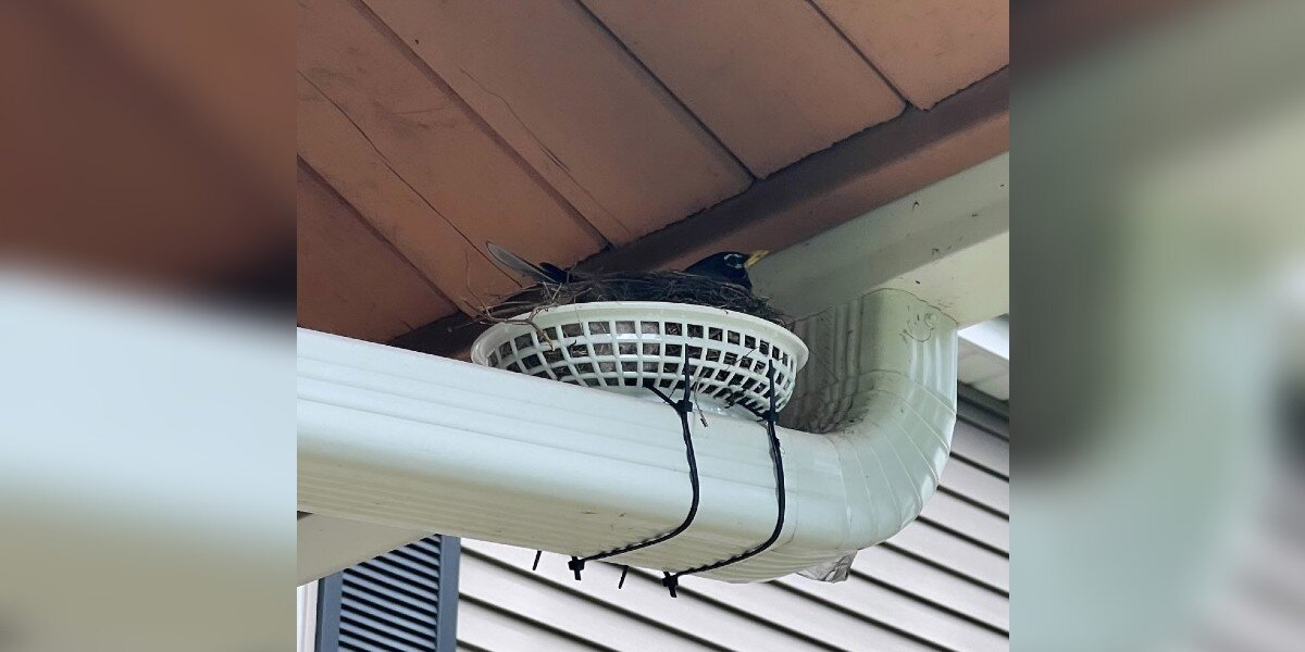 Couple Attaches Fry Basket to Drainpipe — And Ends Up Helping a Robin Become a Mom