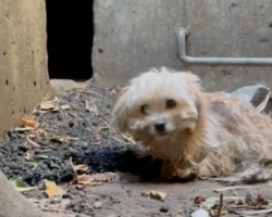 Urban Explorer Hears a Cry for Help — And Ends Up Saving a Life