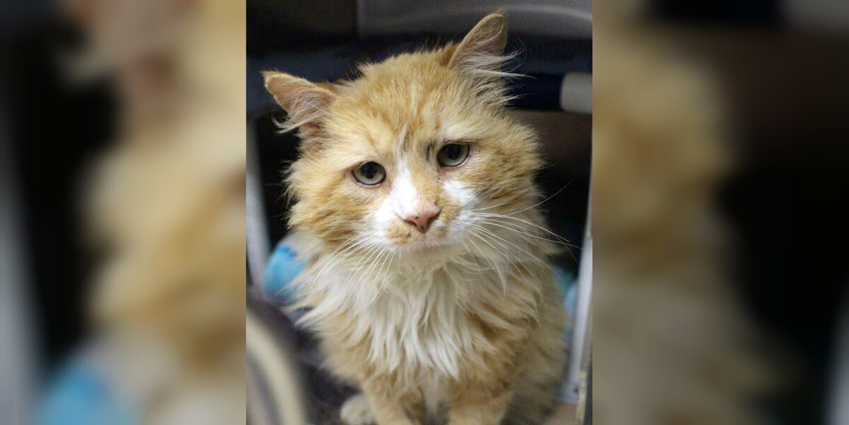 Cat Walks 12 Miles Back Home — Only To Be Rejected Again