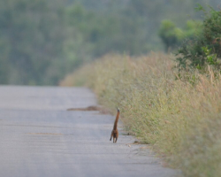 People Can’t Stop Laughing at This Photo of a “Tiny Giraffe” — But the Truth Is Even Better