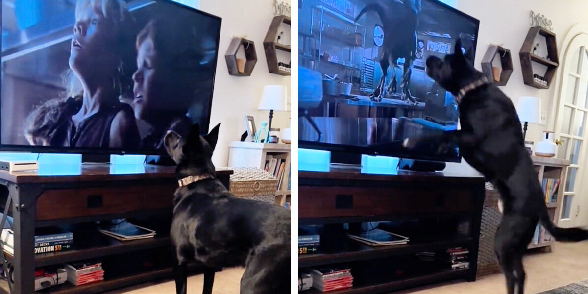 Brave Pup Jumps Into Action During Intense ‘Jurassic Park’ Scene to “Protect” Kids