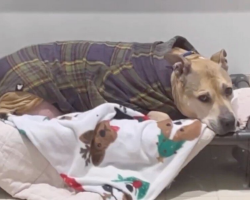 Senior Dog Spent Nearly 10 Years Alone — Until One Woman Changed Everything