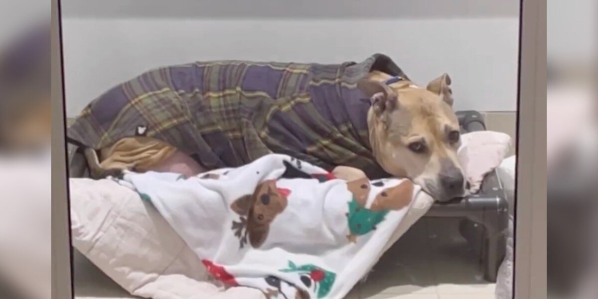 Senior Dog Spent Nearly 10 Years Alone — Until One Woman Changed Everything