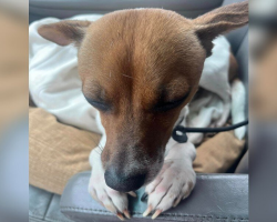 Abandoned Dog Sleeps in ‘Prayer’ Pose After Realizing She’s Finally Safe