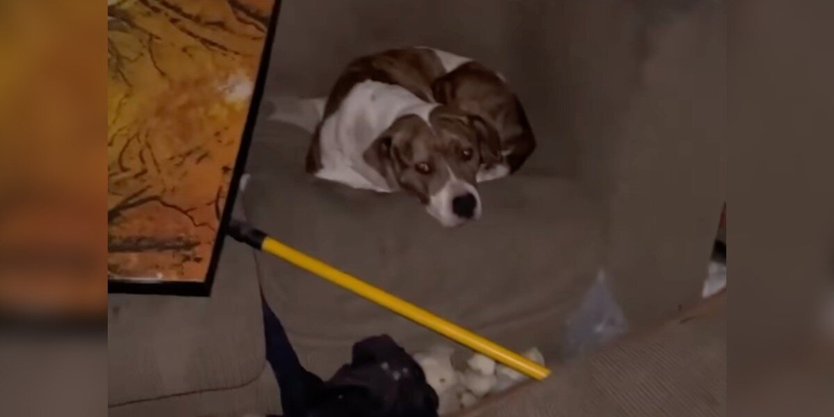 Rescuers Enter Abandoned House — And See a Familiar Face Staring Back