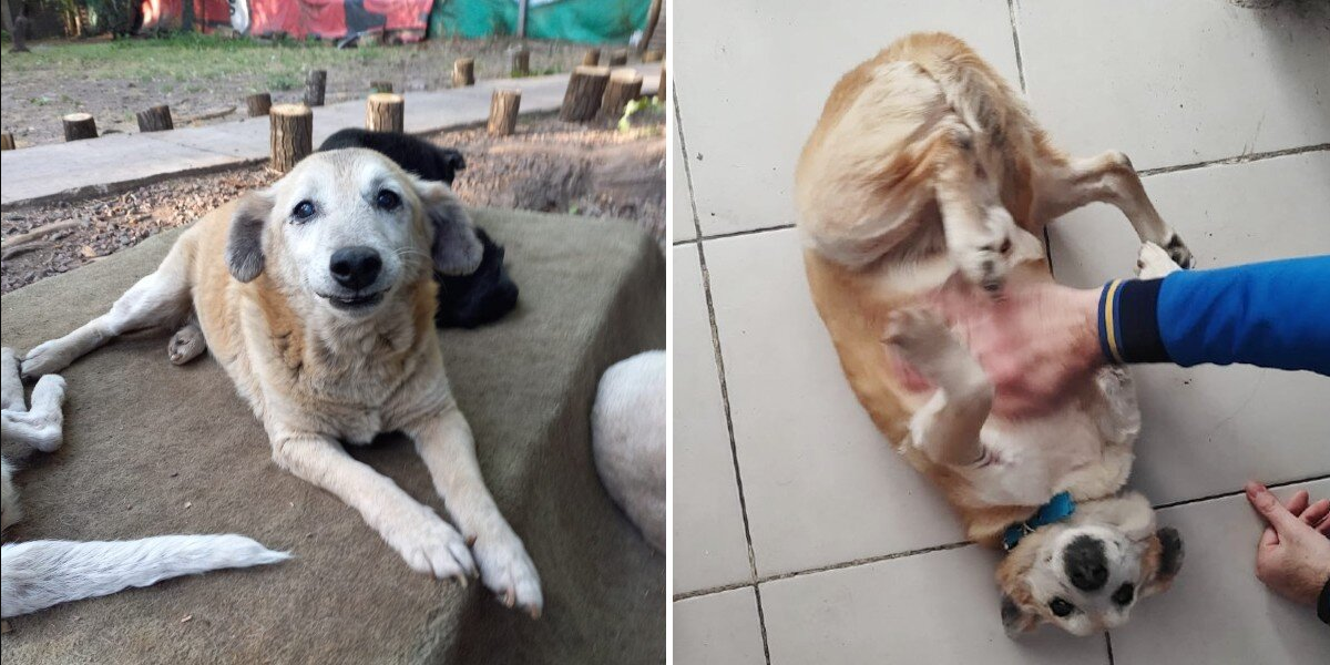 Dog Spends 11 Years in Shelter — Then Finally Finds the Family of His Dreams