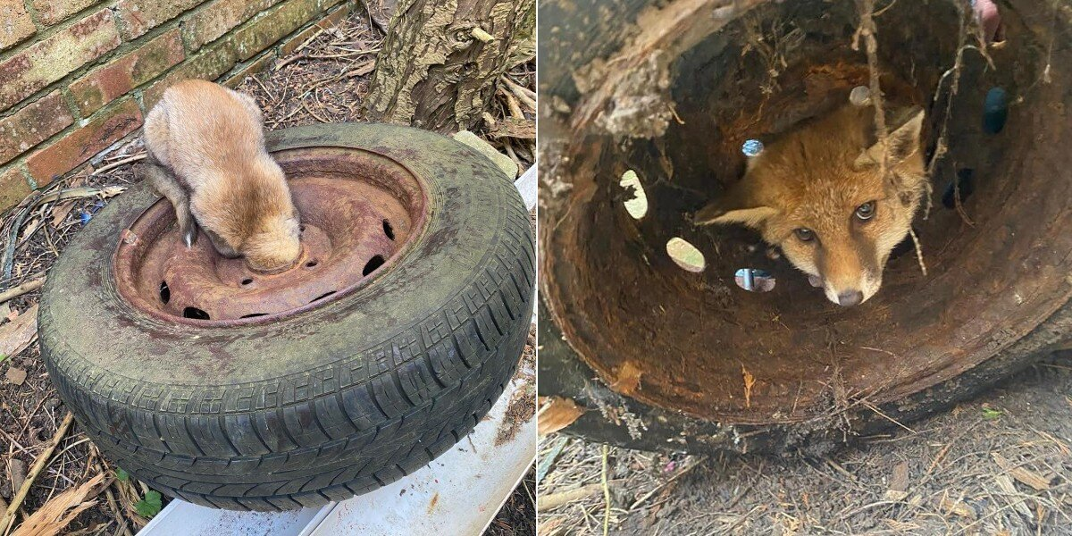 Young Fox Trapped in Tire Gets a Second Chance Thanks to Rescue Teams