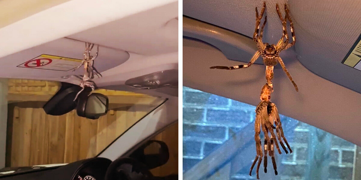 Man Opens Car Door And Finds a Giant Spider in the Middle of a Very Weird Moment