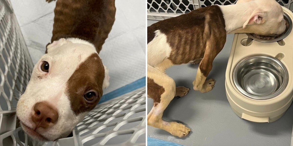 Neglected Puppy Left in Crate Blossoms Into Beloved Family Dog