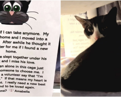 Heartbroken Cat Left at Shelter Finds a New Family Just in Time