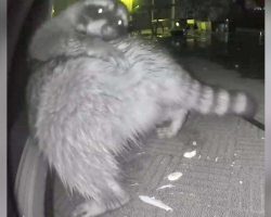 Raccoon Unknowingly Becomes a Viral Star With an Itchy Mishap