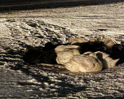 Freezing Ducks Huddled for Warmth Until Rescuers Arrived Just in Time