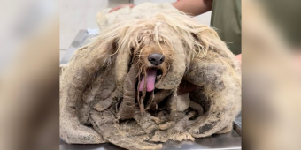 Dog Trapped Alone on Rooftop for Years Finally Gets His Dream Come True