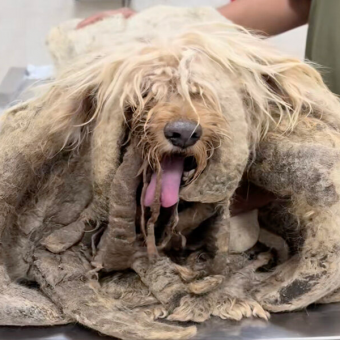 Dog Trapped Alone on Rooftop for Years Finally Gets His Dream Come True