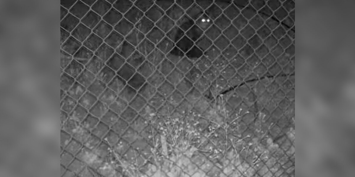 Woman Spots Missing Cat On Camera And Feels Hope For First Time In 45 Days