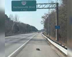 Furry Lump on the Highway Reveals the Sweetest Surprise