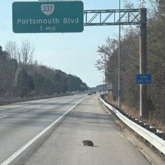 Furry Lump on the Highway Reveals the Sweetest Surprise