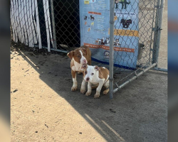 Woman Arrives at Shelter to Find Two Shivering Puppies Abandoned at the Fence