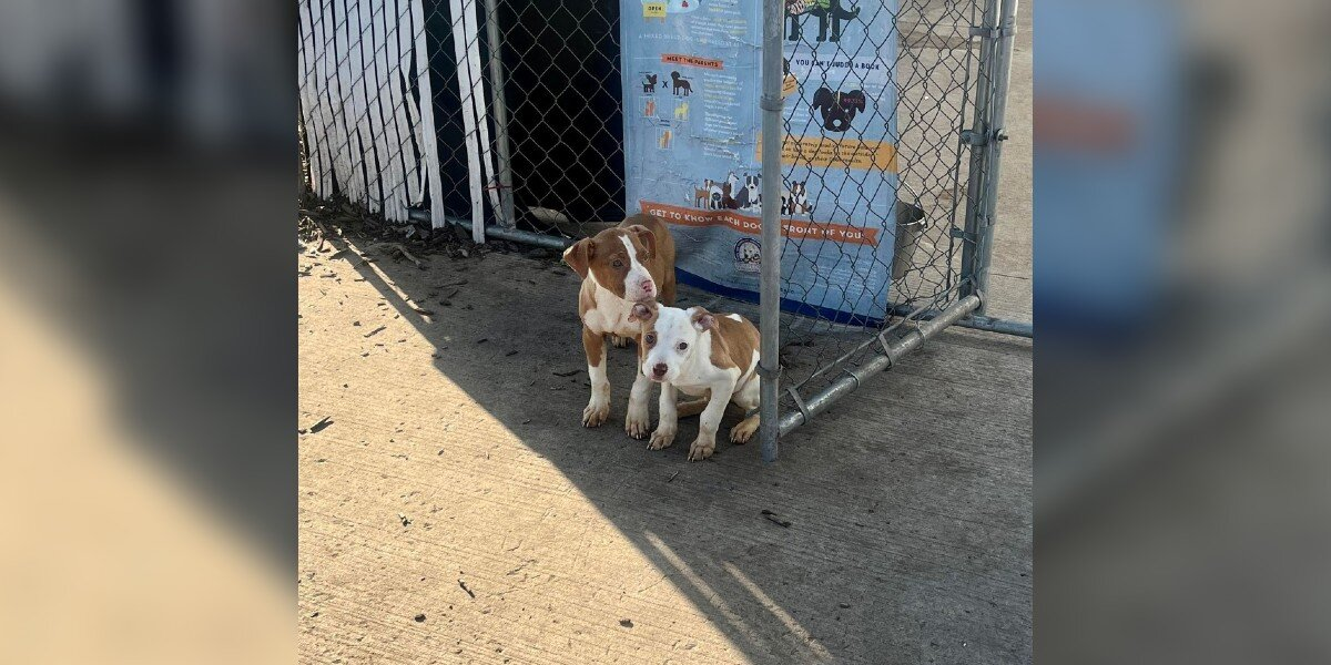 Woman Arrives at Shelter to Find Two Shivering Puppies Abandoned at the Fence