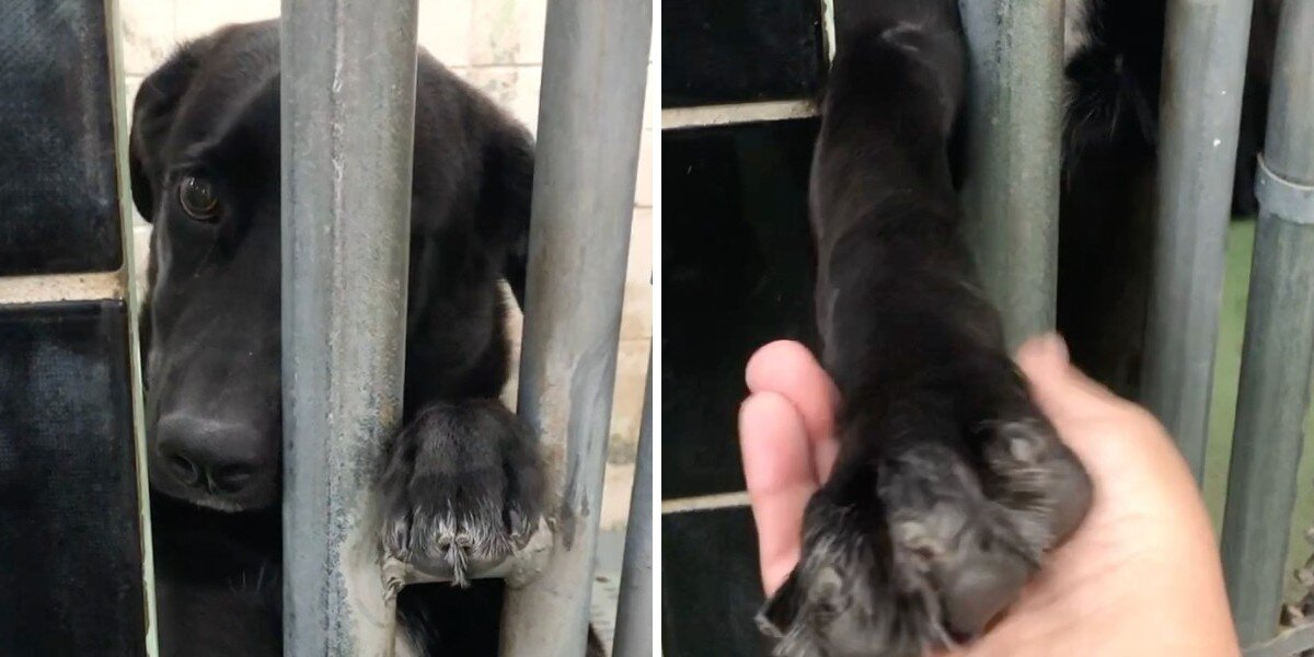 Shelter Dog Reaches Through Kennel Bars Hoping for Connection — And It Changes Her Life