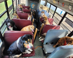 Adorable Dog School Bus Picks Up Pups for Daily Park Adventures