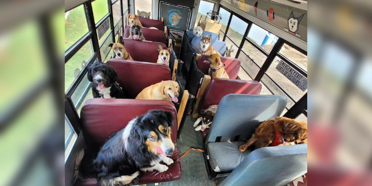 Adorable Dog School Bus Picks Up Pups for Daily Park Adventures