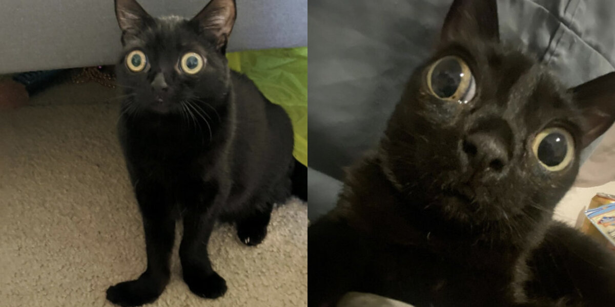 Family Rescues Tiny Kitten Who Looks Like a Little Alien — And Falls in Love