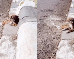 Man On His Way to the Gym Spots a Tiny Face in a Drain — And Gains a Best Friend