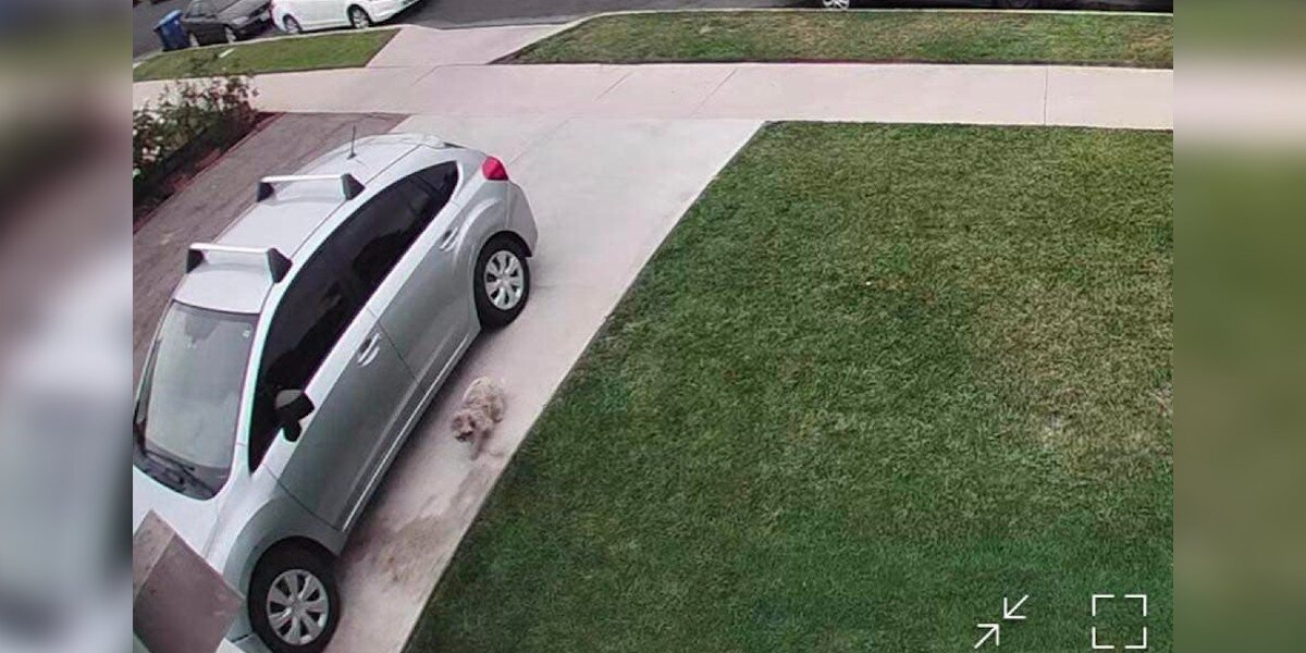 Security Camera Captures Adorable ‘Ewok’ Dog Searching for a Home