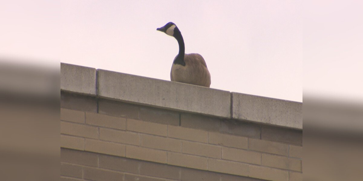 Grieving Goose Refuses to Leave Mall Where He Last Saw His Mate