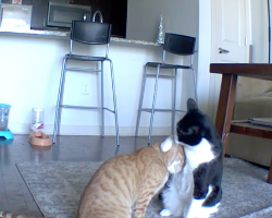 Camera Catches Cat Comforting His Anxious Brother While Mom’s Away