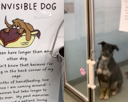 Shelter Posts Emotional Sign to Help ‘Invisible Dog’ Finally Get Noticed