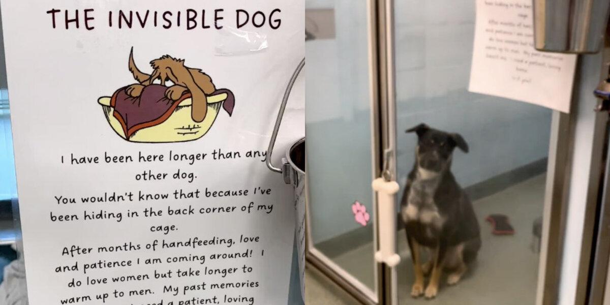 Shelter Posts Emotional Sign to Help ‘Invisible Dog’ Finally Get Noticed