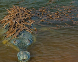 Devoted Crocodile Dad Gives Hundreds of Babies a Ride on His Back