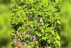 Woman Spots Tiny Face in Grass — and Changes a Puppy’s Life Forever