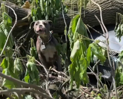 They Heard Cries in the Wreckage — Then a Head Slowly Emerged
