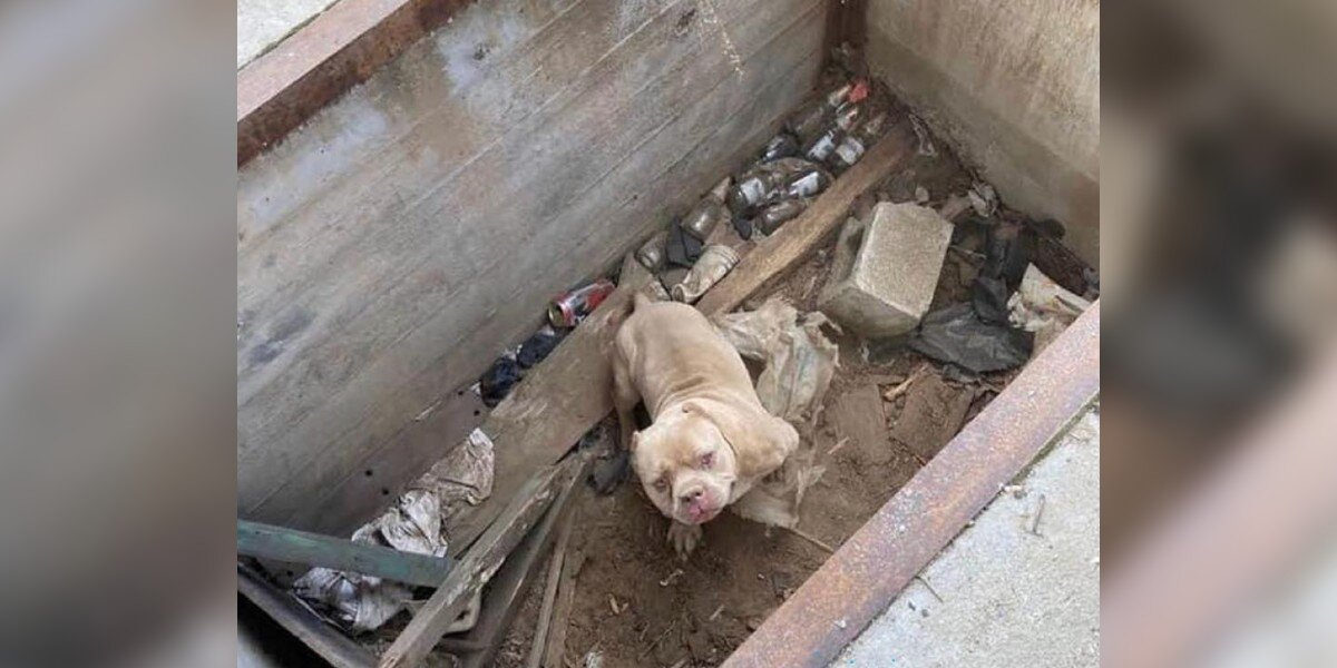 Sad-Eyed Pup Beams With Joy the Moment He Realizes He’s Safe
