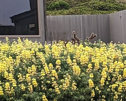 Woman Finds Surprise ‘Flowers’ in Garden — And They Have Antlers