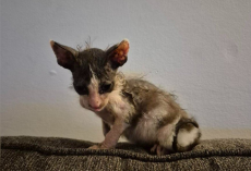 ‘Crusty Little Gremlin’ Kitten Is Hoping for a Forever Home — Warts, Wobbles and All