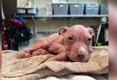 Sick Puppy Who Looked Like a ‘Little Piglet’ Beats the Odds Thanks to Loving Vet Team