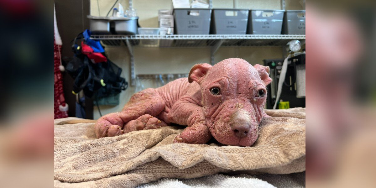 Sick Puppy Who Looked Like a ‘Little Piglet’ Beats the Odds Thanks to Loving Vet Team