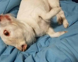 People Are Completely Baffled By This Photo Of A Totally Normal Dog