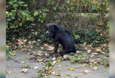 Rescuers Stunned After Spotting ‘Little Gargoyle’ Peering From the Street